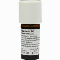 Vaucheria D6 Dilution 20 ml