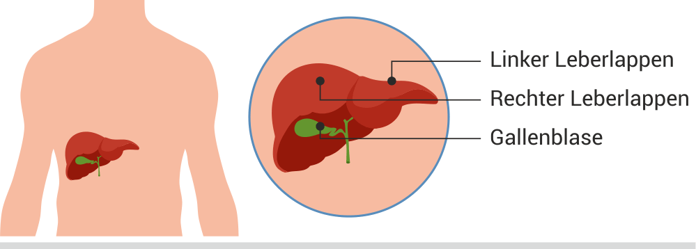 Ratgeber Lebererkrankungen | Hilfe & Infos Kaiser Apotheke Würselen ...