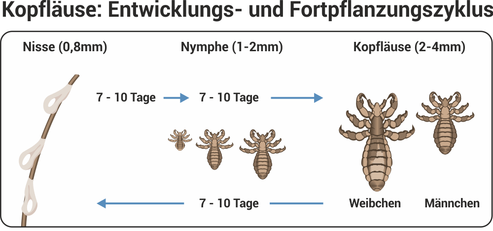 Lause Erkennen Bekampfen Vorbeugen Altmark Apotheke Stendal Lause Erkennen Bekampfen Vorbeugen Altmark Apotheke Stendal