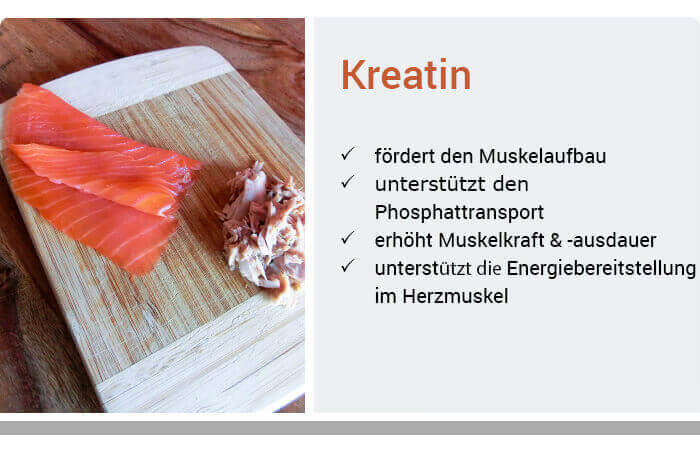 Funktionen von Kreatin