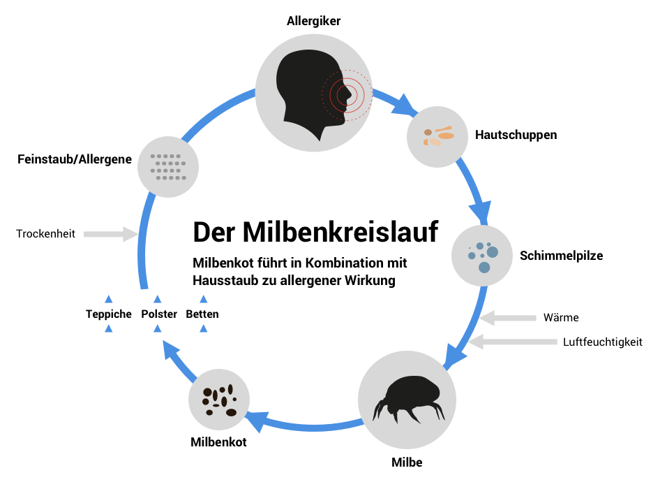 Milbenkreislauf - Milbenkot und Hausstaub führen zu allergener Wirkung