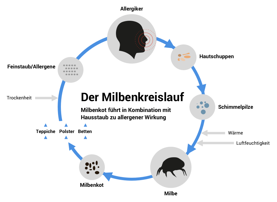 Milbenkreislauf - Milbenkot und Hausstaub führen zu allergener Wirkung